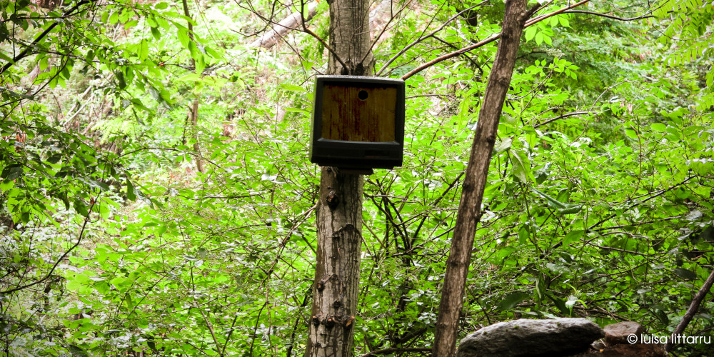 la prossima primavera sarà felice